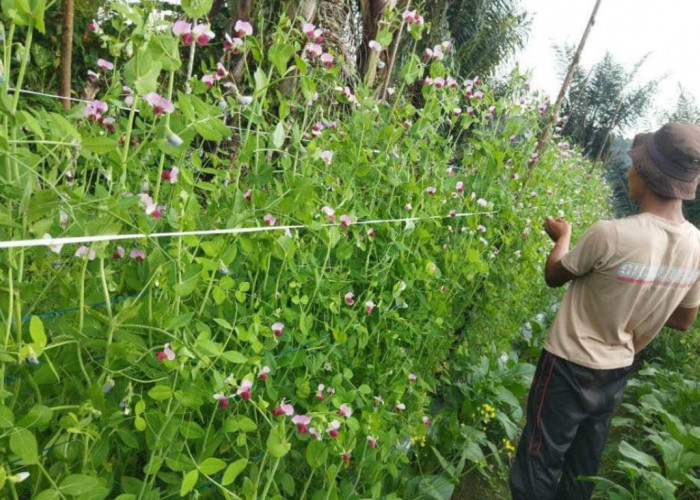 Budidaya Kacang Kapri: Pilihan Menjanjikan dengan Modal Kecil dan Harga Stabil