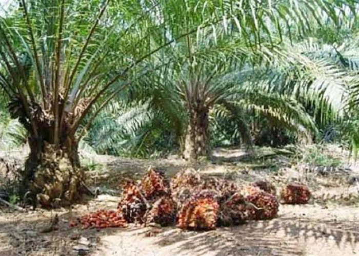 Harga Sawit di Mukomuko Naik, Tertinggi Capai Rp 2.720 per Kilogram