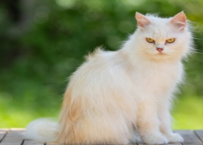 7 Tips dalam Memelihara dan Merawat Kucing Persia agar Terhindar dari Kutu dan Penyakit