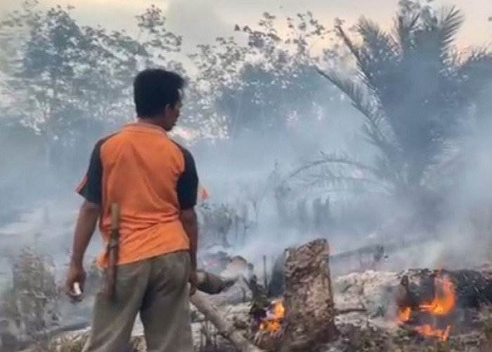 3 Hektar Kebun Kelapa Sawit di Seluma Barat Provinsi Bengkulu Terbakar