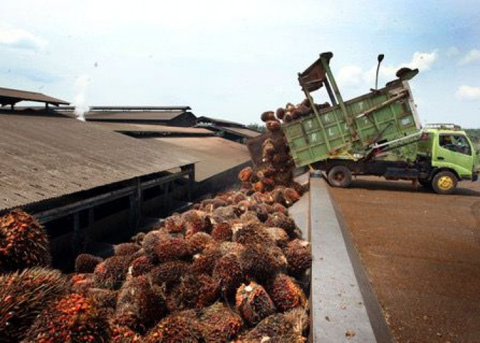 Harga Sawit Mukomuko Awal Mei 2026 Stagnan, Tertinggi Rp3.080 per Kg
