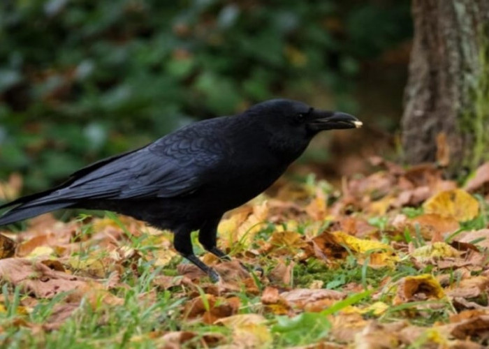 Mitos Burung Gagak: Dianggap Pembawa Sial hingga Jelmaan Penyihir, Ternyata Mempunyai Kecerdasan Luar Biasa