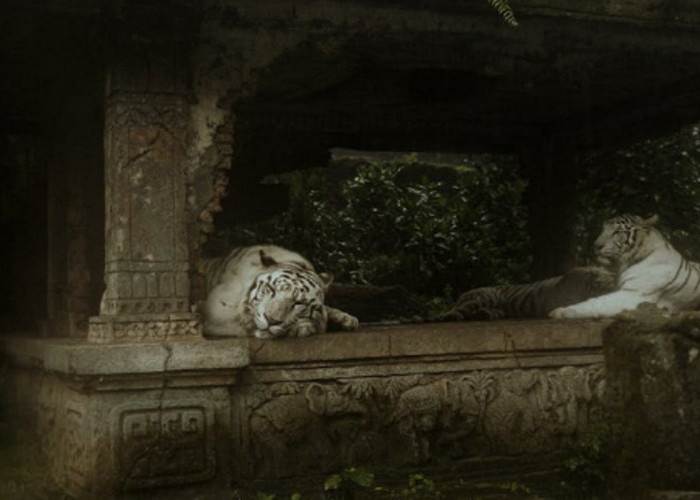 Ngeri! 5 Weton dengan Khodam Harimau Putih: Keajaiban dan Karakteristiknya