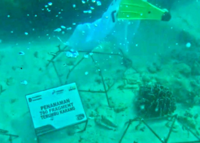 760 Bibit Terumbu Karang Ditanam di Pulau Tikus Bengkulu, Target Tumbuh 80 Persen