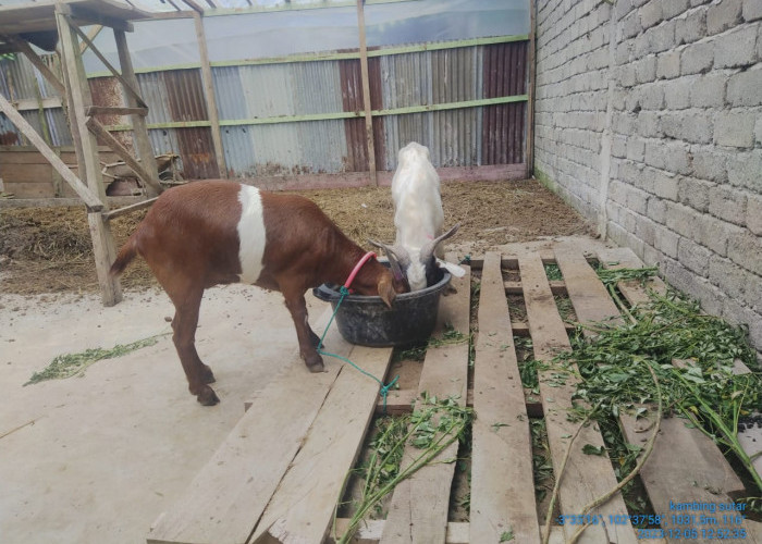 Dinas Pertanian Kepahiang Alokasikan Rp150 Juta untuk Pengadaan Kambing Burka