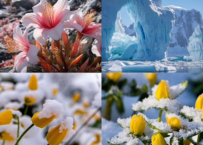 Bukan Pertanda Baik: Bunga-Bunga Cantik yang Menakjubkan Tumbuh di Antartika