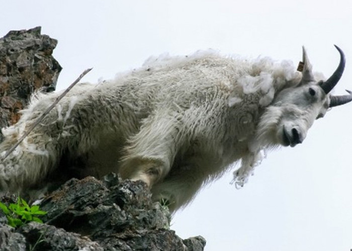 Mengenal Kambing Gurun Alpine Ibex, Ahli Panjat Tebing, Berkerabat dengan Kijang 