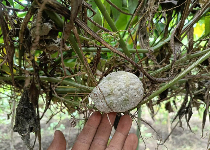 Cara Efektif Atasi Busuk Buah dan Batang Pada Labu Siam, Petani Wajib Tahu!