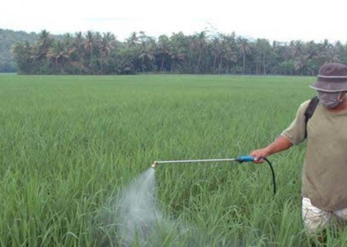 Keselamatan dan Efektivitas: Persiapan Penyemprotan Pestisida dan Insektisida pada Tanaman Sayuran