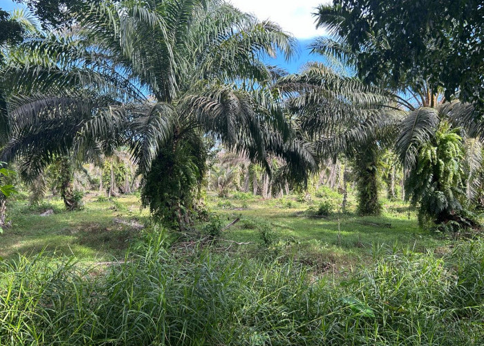 Harga Sawit di Mukomuko Mulai Naik, TBS Tertinggi Tembus Rp 2.730 per Kg, Ini Rinciannya