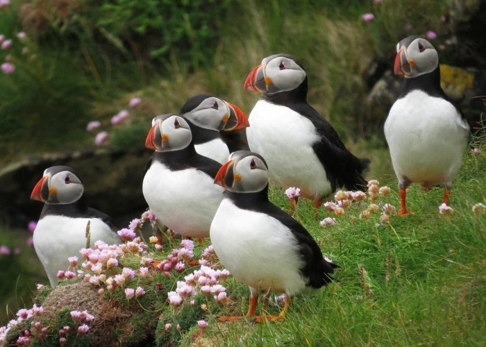 8 Fakta Menarik tentang Burung Puffin: Keindahan dan Peran Mereka di Laut