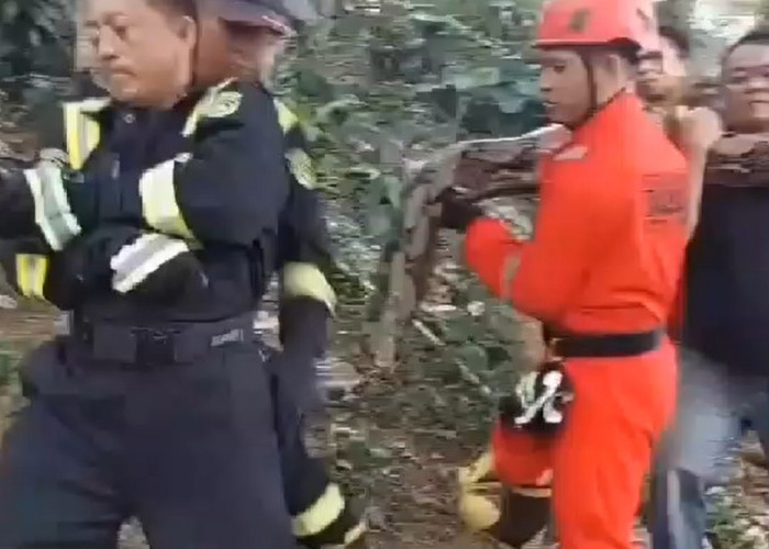 WOW ! Ular Piton 8 Meter Lebih, Berhasil Ditangkap Petugas Damkar Kota Bengkulu dekat Pemukiman Warga