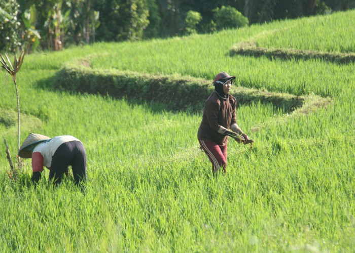 Panen Raya Turun 50 Persen, Harga Gabah Tak Sesuai Harapan Petani Bengkulu Utara