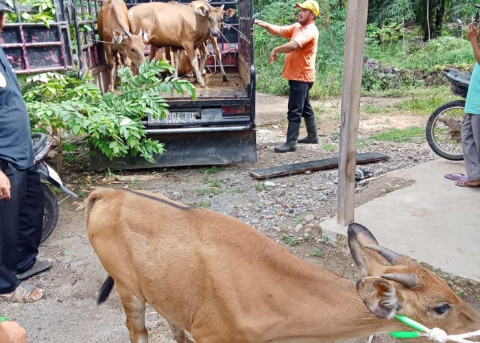 Polemik Dana Desa Mekar Sari, Program Ayam Potong Jadi Sapi, BPD Lapor Kades ke Jaksa