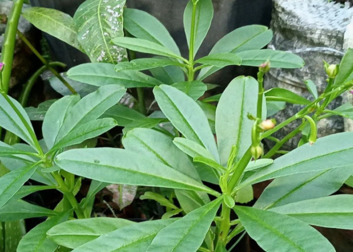 Manfaat Kesehatan Tanaman Ginseng Jawa, Salah Satunya Meningkatkan Daya Ingat