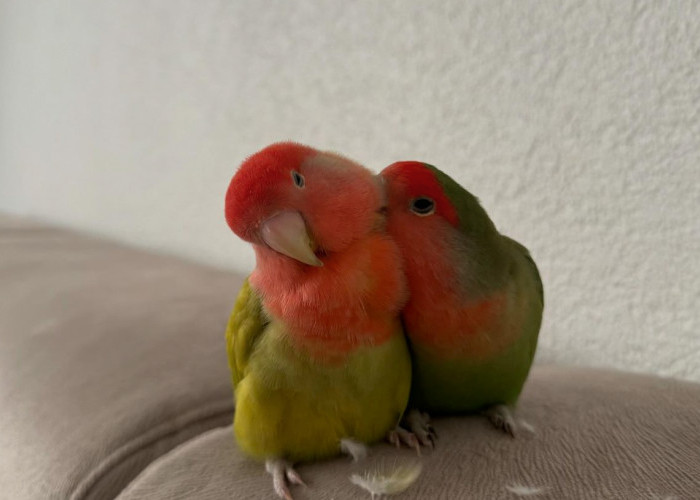 Mitos dan Fakta Tentang Lovebird: Benarkah Mereka Tidak Bisa Hidup Sendiri?