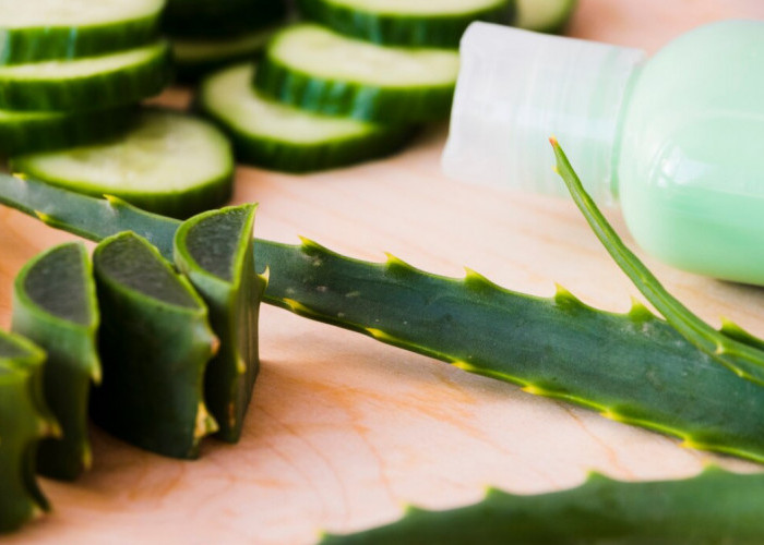 Tips dan Cara Praktis: Ini Rahasia Merawat Rambut dengan Aloe Vera