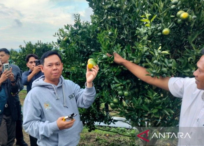 Petani Rejang Lebong Usul Jeruk Lokal Masuk Program MBG, Panen 18 Ton Siap Pasok Sekolah