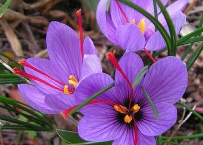 Asal Usul dan Fakta Unik Saffron, Rempah yang Sangat Mahal di Dunia