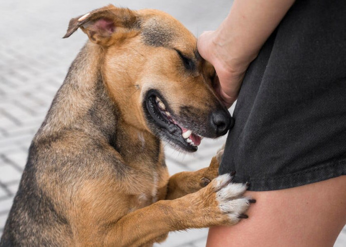 Jangan Lengah! Kenali Ciri Anjing yang Terkena Rabies dan Cara Mengidentifikasinya