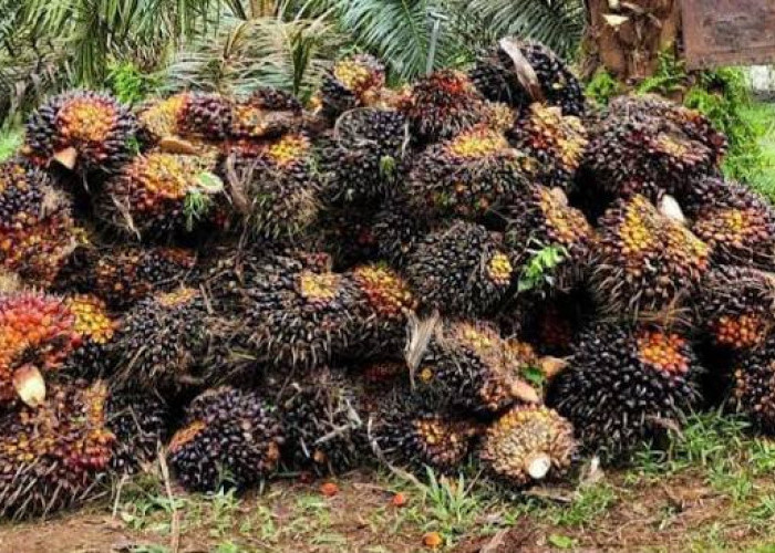 Harga Sawit Mukomuko Tembus Rp3.010 per Kg, Baru 2 Pabrik Berani Bayar di Atas Rp3 Ribu