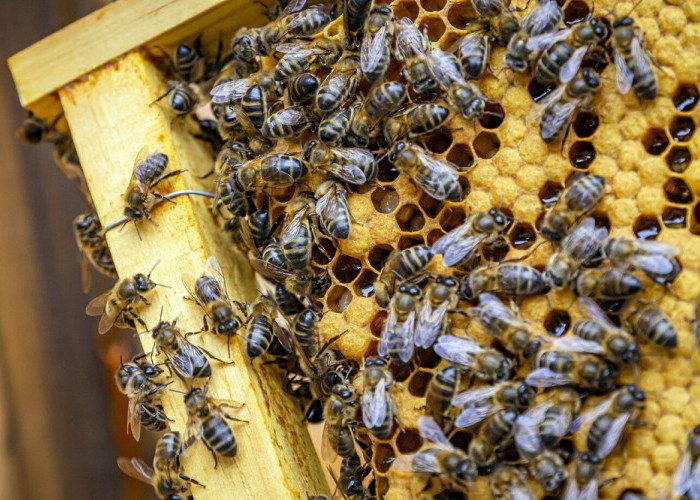 4 Jenis Lebah Penghasil Madu Terbaik, Yang Paling Terkenal Berasal dari Asia