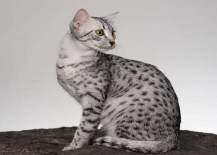 Fakta Menarik Kucing Egyptian Mau, Ras Kucing Tertua di Dunia