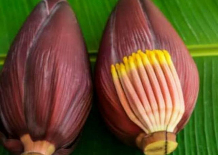 6 Manfaat Jantung Pisang Kepok untuk Ibu Menyusui, Meningkatkan Produksi ASI hingga Menjaga Kesehatan Jantung