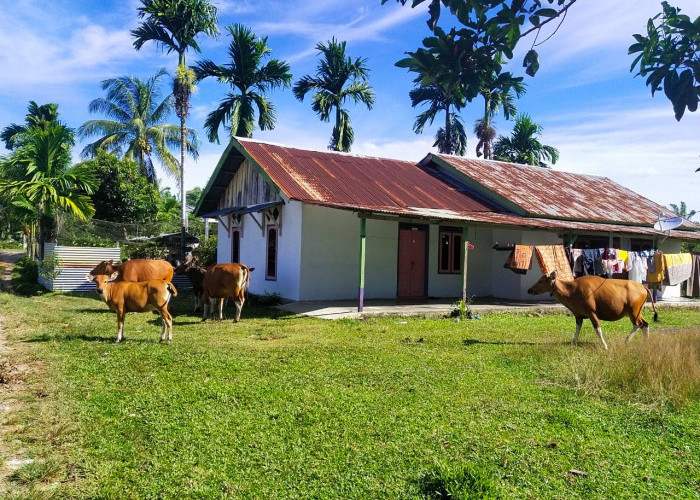 Hewan Ternak Bebas Berkeliaran, Warga Kelurahan Koto Jaya Resah