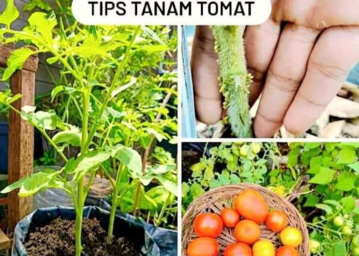 7 Tips Menanam Tomat Agar Subur dan Hasil Panen Maksimal