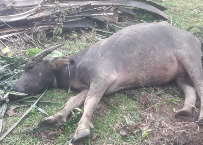 Waspada Peredaran Daging Bangkai di Bengkulu Selatan, Ratusan Ternak Mati Mendadak Akibat Penyakit Ngorok