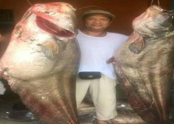 8 Fakta Unik Ikan Tapah, Predator Air Tawar dengan Ukuran Terbesar