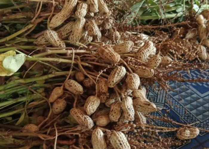 Manfaat Kacang Tanah Rebus, Rutin Konsumsi Bisa Bikin Wajah Glowing dan Bentuk Badan Ideal