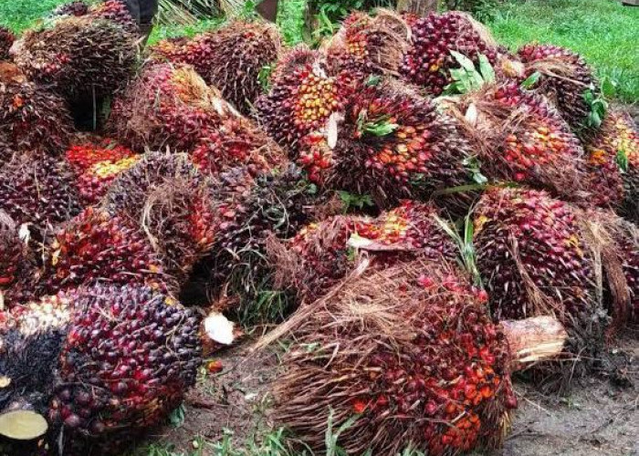 Harga TBS Kelapa Sawit di Mukomuko Naik Hingga Rp300 per Kg, Tertinggi Rp2.740
