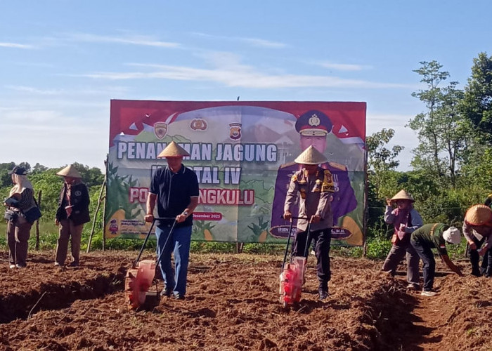 Polda Bengkulu Tanam Jagung Kuartal IV, Dorong Ketahanan Pangan Lewat Pemanfaatan Lahan Kosong