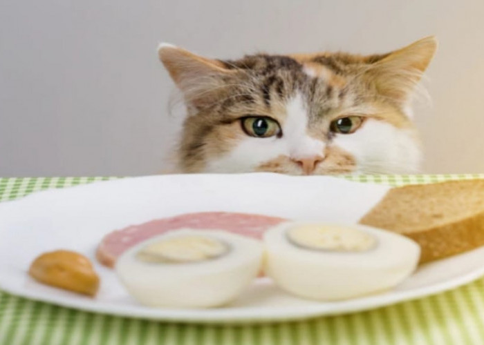 9 Manfaat yang Terkandung dalam Kuning Telur untuk Kesehatan Kucing