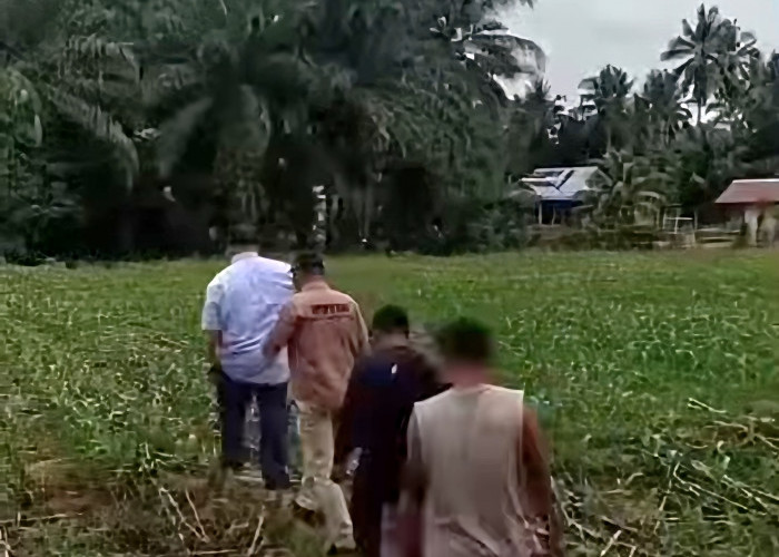 Bupati Bengkulu Selatan Siapkan Rehabilitasi 250 Hektare Sawah di Pino, Targetkan Dua Kali Tanam Padi Setahun