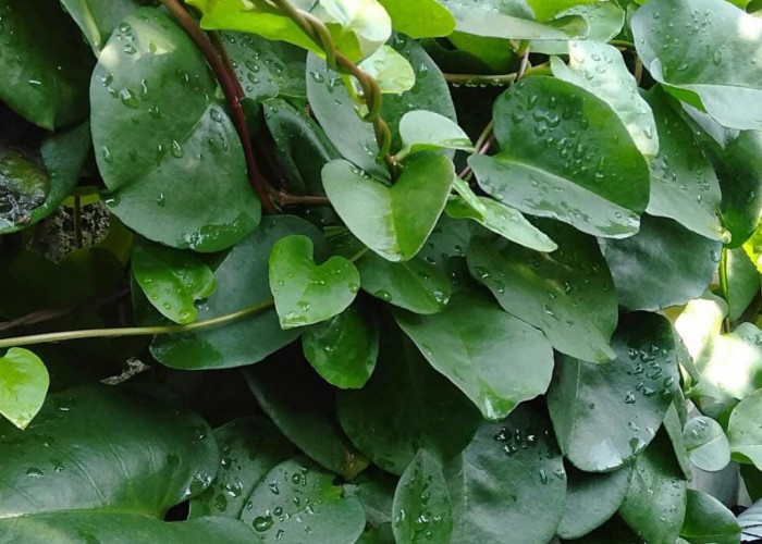 Manfaat Daun Binahong yang Dipercaya Ampuh Redakan Asam Lambung, Begini Cara Pengolahannya