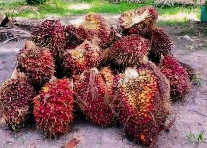 Harga TBS Kelapa Sawit di Mukomuko Mulai Berangsur Naik, Tertinggi Rp2.160 per Kilogram
