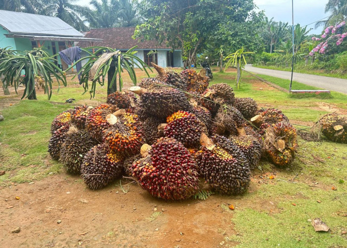 Jelang HUT RI, Harga Sawit Mukomuko Masih Rp2.950, Petani Menunggu Kenaikan
