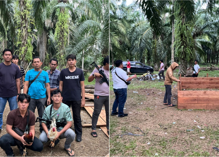 Arena Judi Sabung Ayam dan Dadu di Selika I Kaur Digerebek Polisi, Pelaku Kabur Tinggalkan Barang Bukti