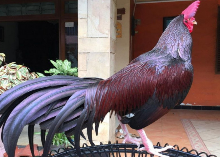 Merupakan Hasil Silangan, Ini Fakta Unik Ayam Bekisar Ayam Hias Indonesia