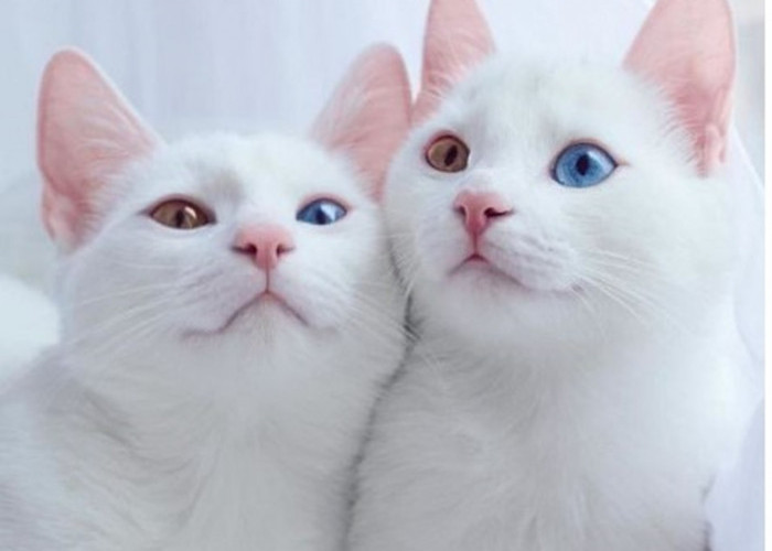 Kucing Odd Eye Termasuk Langka, Kedua Bola Matanya Kekurangan Pigmentasi, Ini 5 Fakta Uniknya 