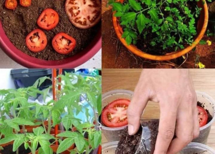 Tumbuhkan Tomat dalam 5 Hari di Pekarangan Rumah Anda