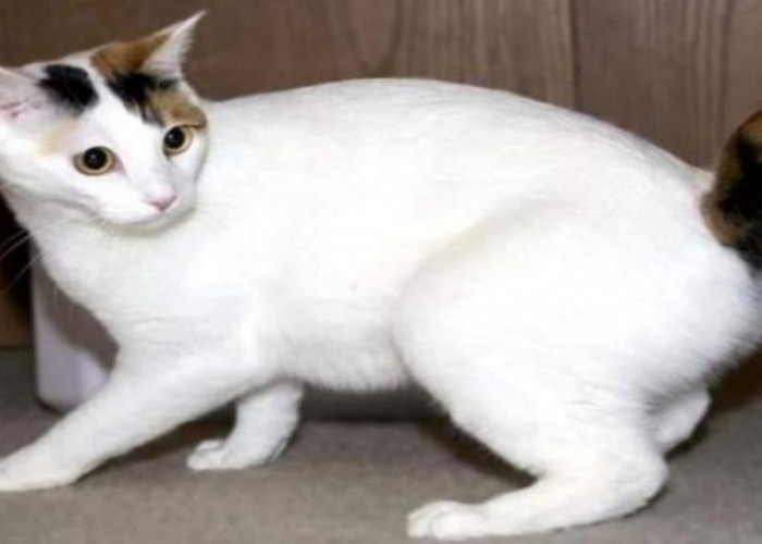 Ras Kucing Berekor Pendek, Japanese Bobtail Dipercayai Sebagai Pembawa Keberuntungan