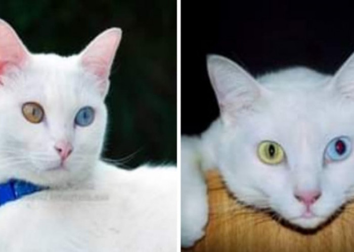 Fakta Unik Kucing Odd Eye yang Diangggap Istimewa di Turki, Kedua Matanya Berbeda Warna