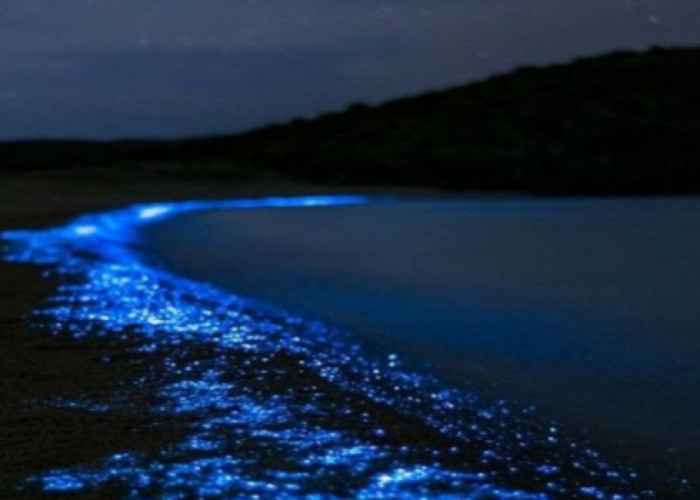 Fenomena Bioluminesensi yang Diaplikasikan ke Teknologi 