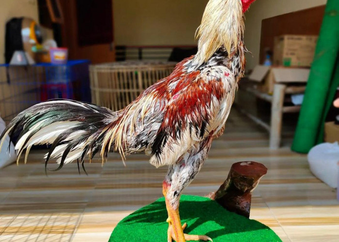 Tips Memandikan dan Menjemur Ayam Bangkok dengan Benar Agar Tampil Prima, Jangan Salah Langkah!