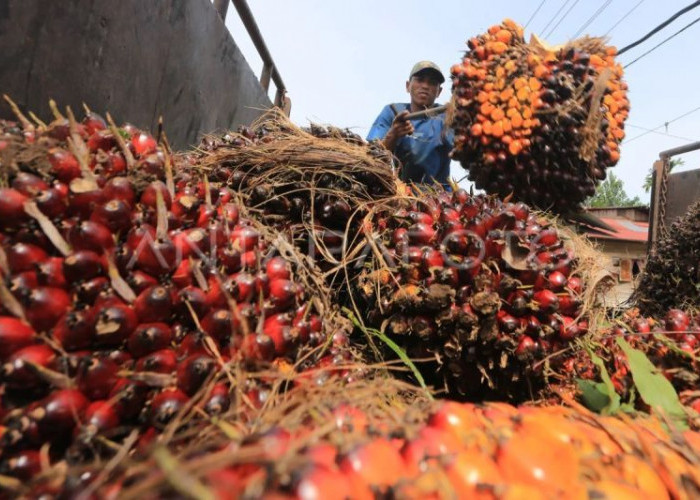 SPI Usulkan 10 Pabrik CPO per Provinsi, Bengkulu Masuk Pilot Project