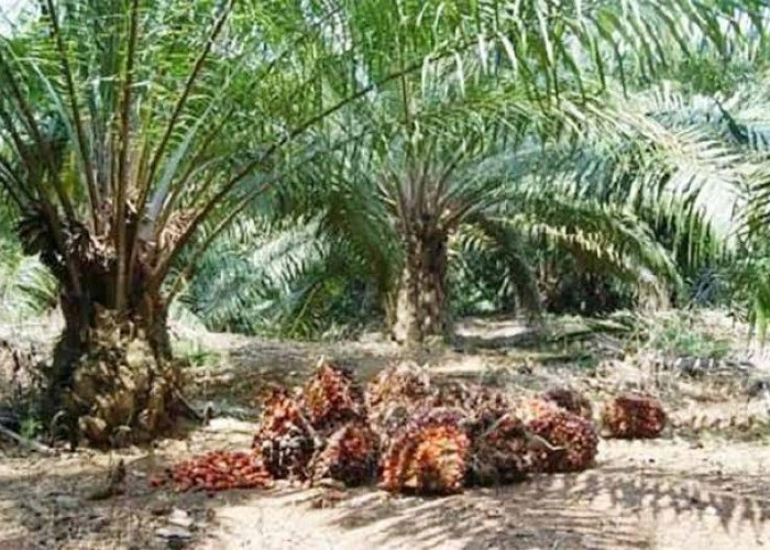 Harga TBS Sawit di Mukomuko Naik Lagi, Tertinggi Capai Rp 2.800 per Kg per 28 April 2025